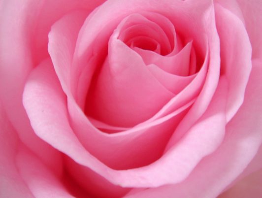 Blossoming Beyond: Sculpture Celebration of Strength